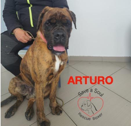 Arturo Boxer Puro Di 3 Anni In Adozione